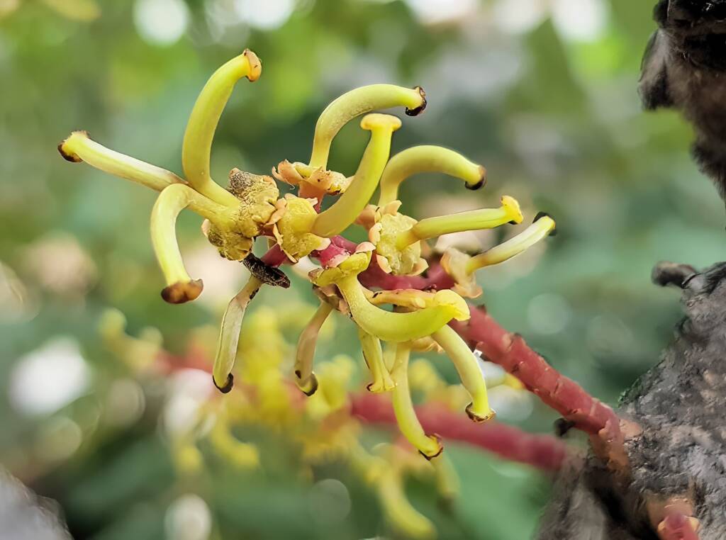 Female flower of the Carob Tree (Ceratonia siliqa), Alice Springs NT