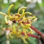 Female flower of the Carob Tree (Ceratonia siliqa), Alice Springs NT
