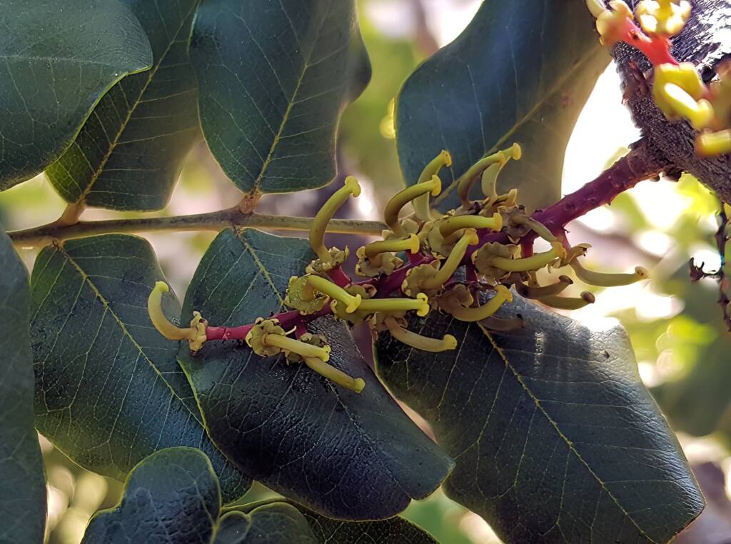 Female flower of the Carob Tree (Ceratonia siliqa), Alice Springs NT