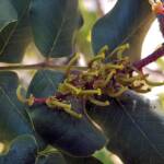 Female flower of the Carob Tree (Ceratonia siliqa), Alice Springs NT