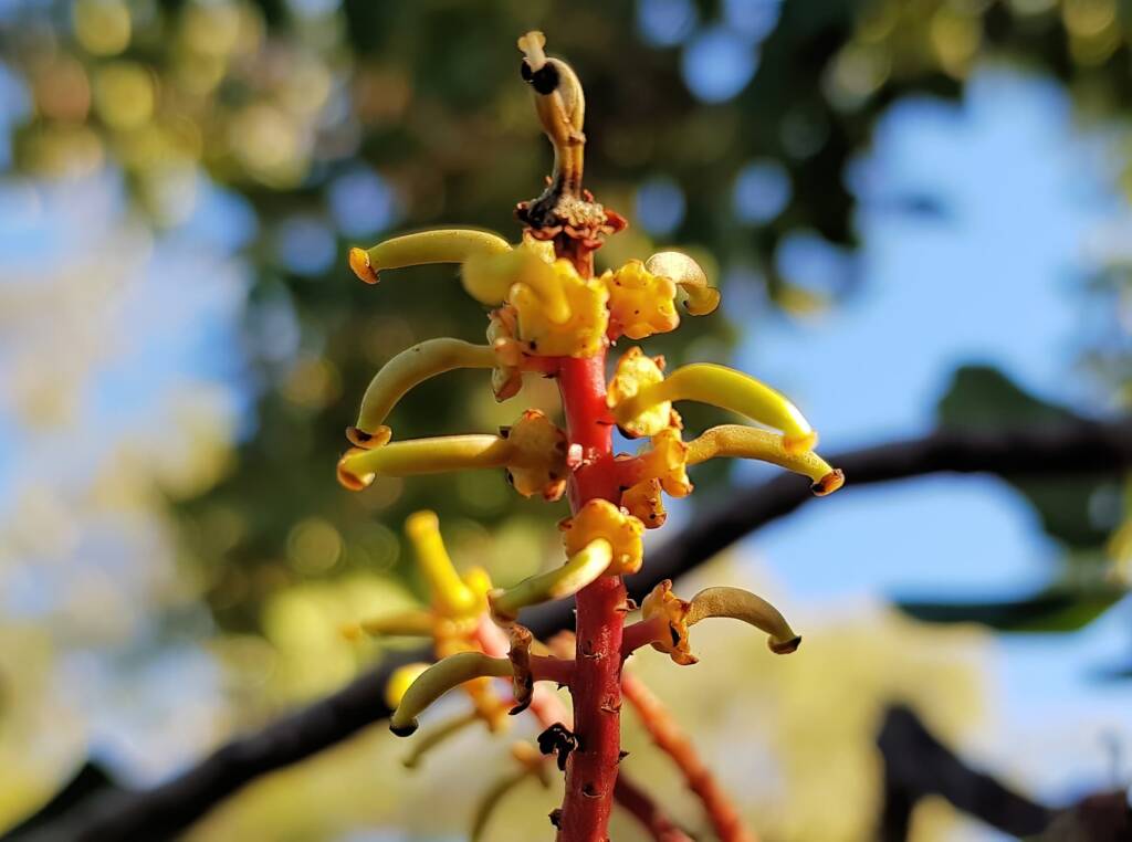 Female flower of the Carob Tree (Ceratonia siliqa), Alice Springs NT