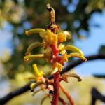 Female flower of the Carob Tree (Ceratonia siliqa), Alice Springs NT
