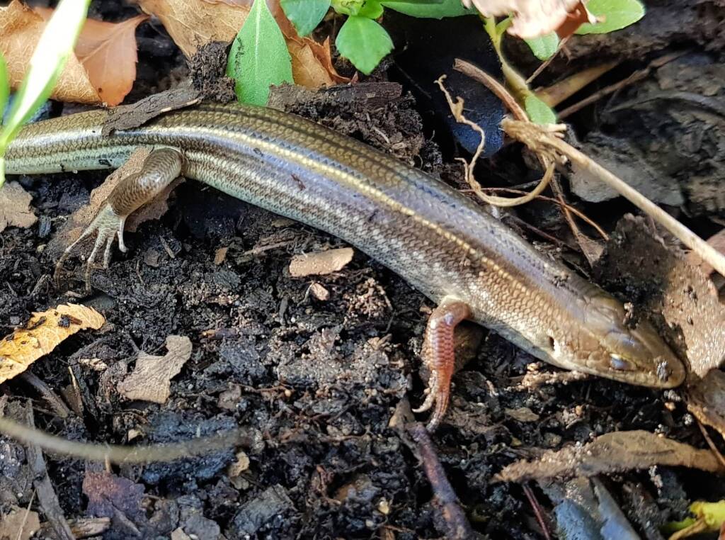 Common Desert Ctenotus (Ctenotus leonhardii), Alice Springs NT