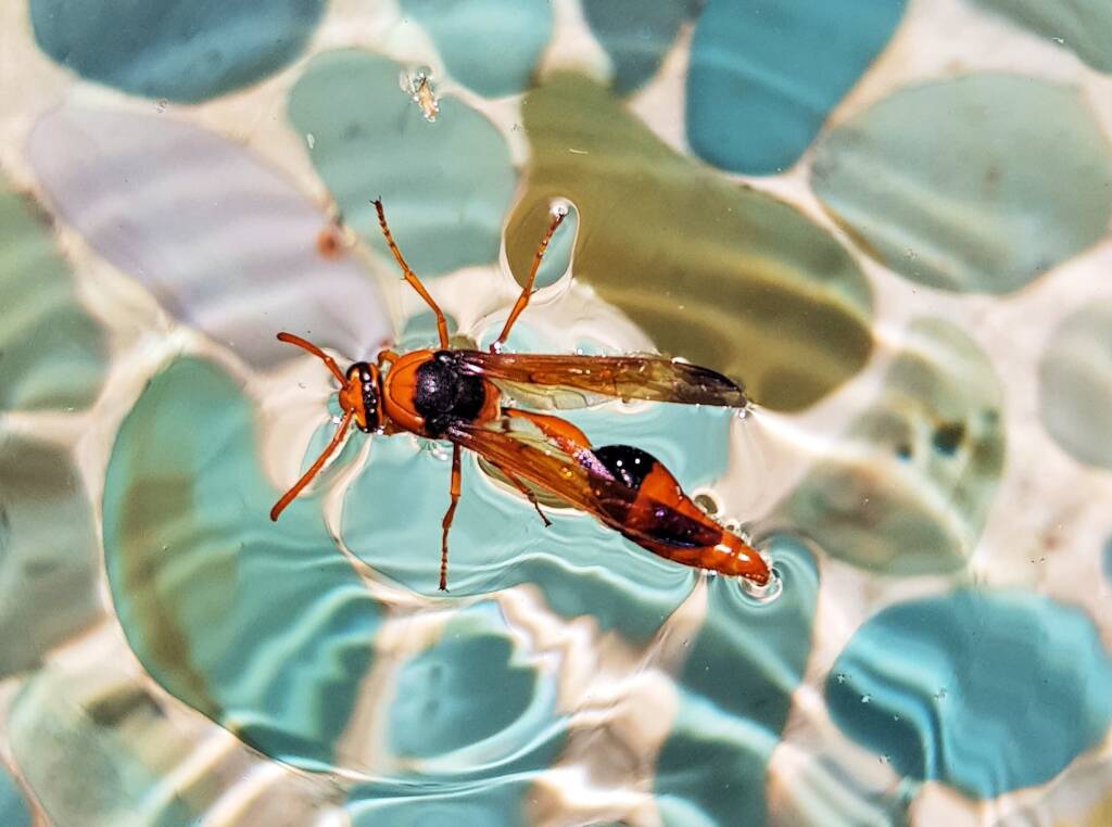 Delta philantes - Wasp, Alice Springs NT