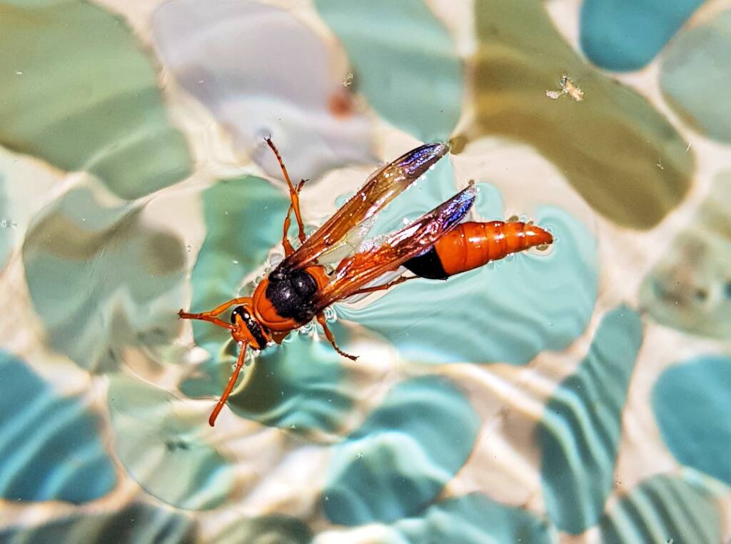 Delta philantes - Wasp, Alice Springs NT