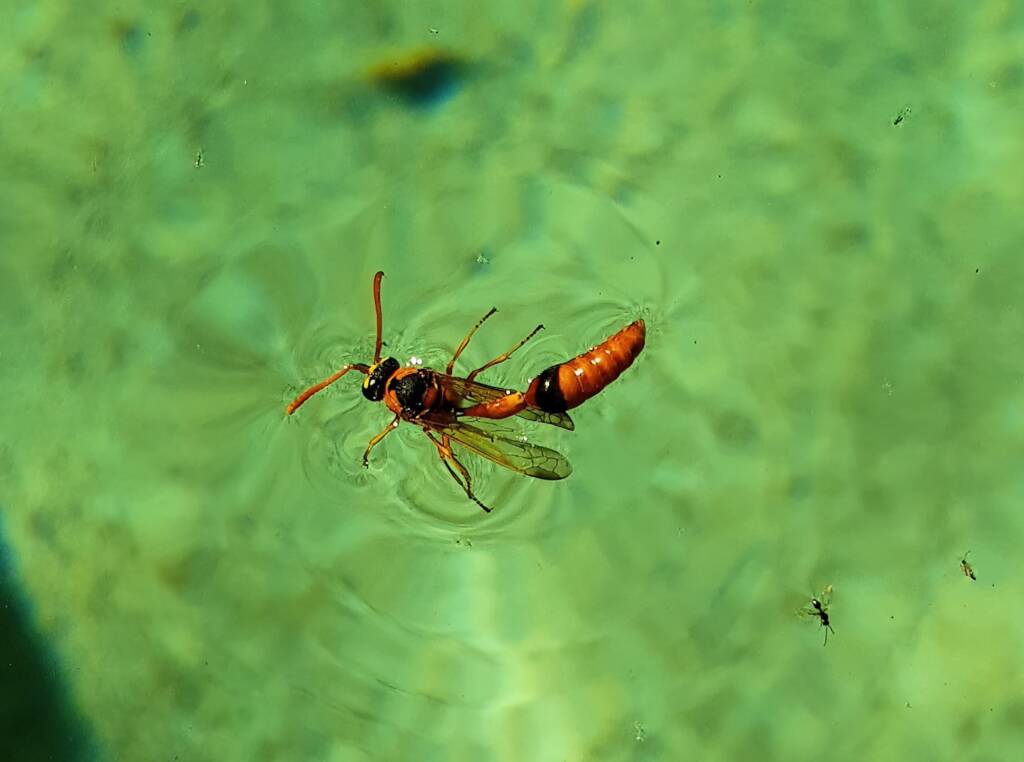 Delta philantes - Wasp, Alice Springs NT