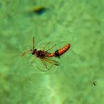 Delta philantes - Wasp, Alice Springs NT