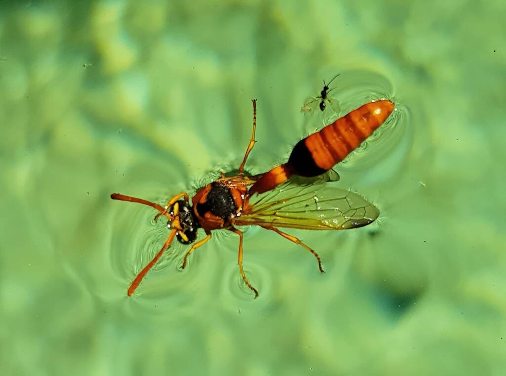 Delta philantes - Wasp, Alice Springs NT