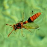 Delta philantes - Wasp, Alice Springs NT