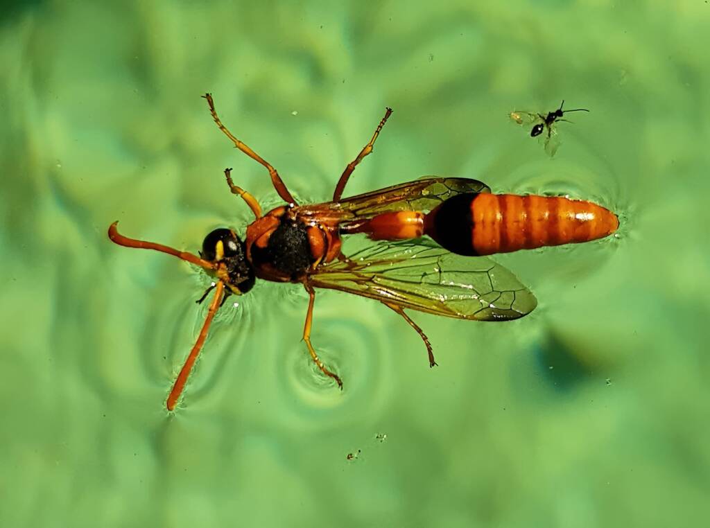Delta philantes - Wasp, Alice Springs NT