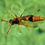 Delta philantes - Wasp, Alice Springs NT