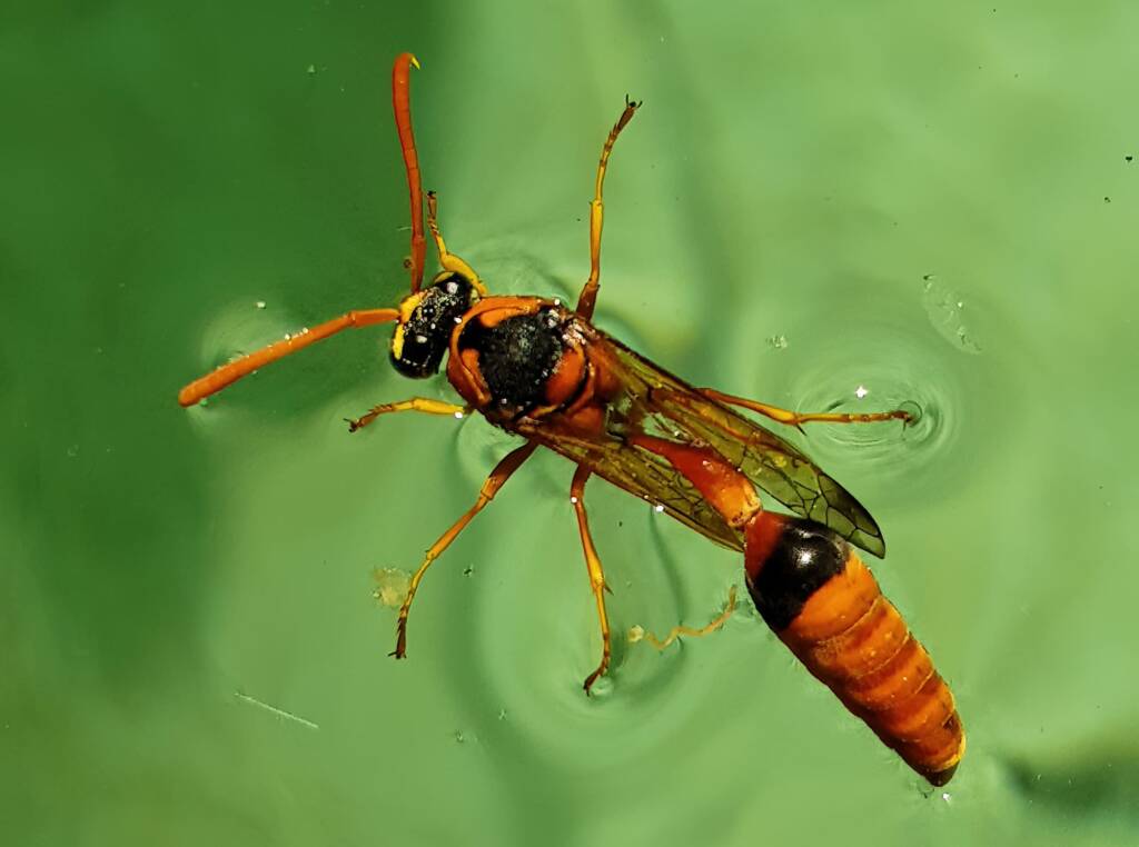 Delta philantes - Wasp, Alice Springs NT