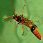 Delta philantes - Wasp, Alice Springs NT