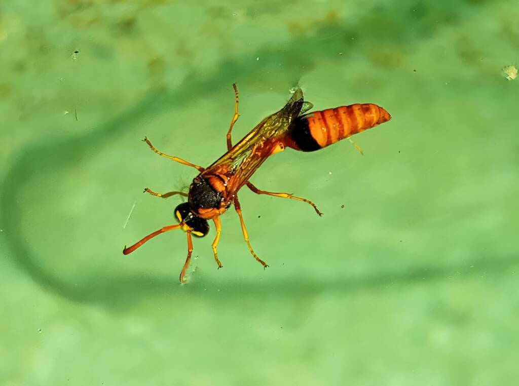 Delta philantes - Wasp, Alice Springs NT