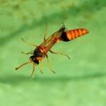 Delta philantes - Wasp, Alice Springs NT