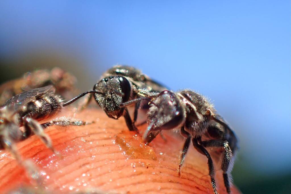 Lasioglossum chilalictus © Gary Taylor