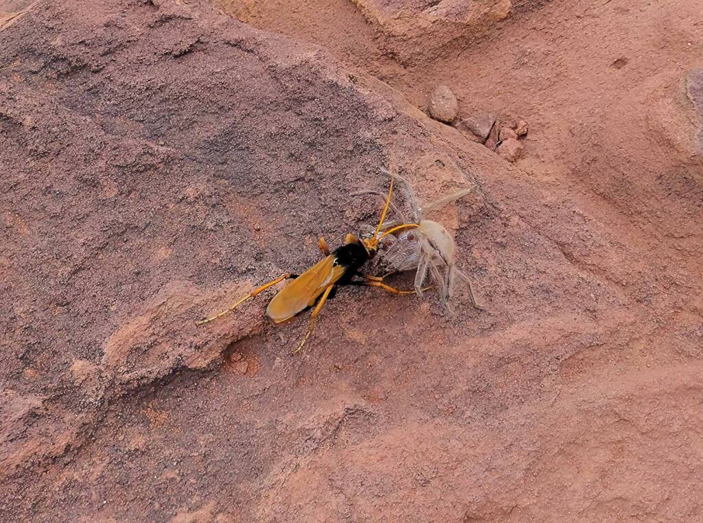Orange Spider Wasp (Cryptocheilus bicolor) with prey, Palm Valley, Finke Gorge National Park NT