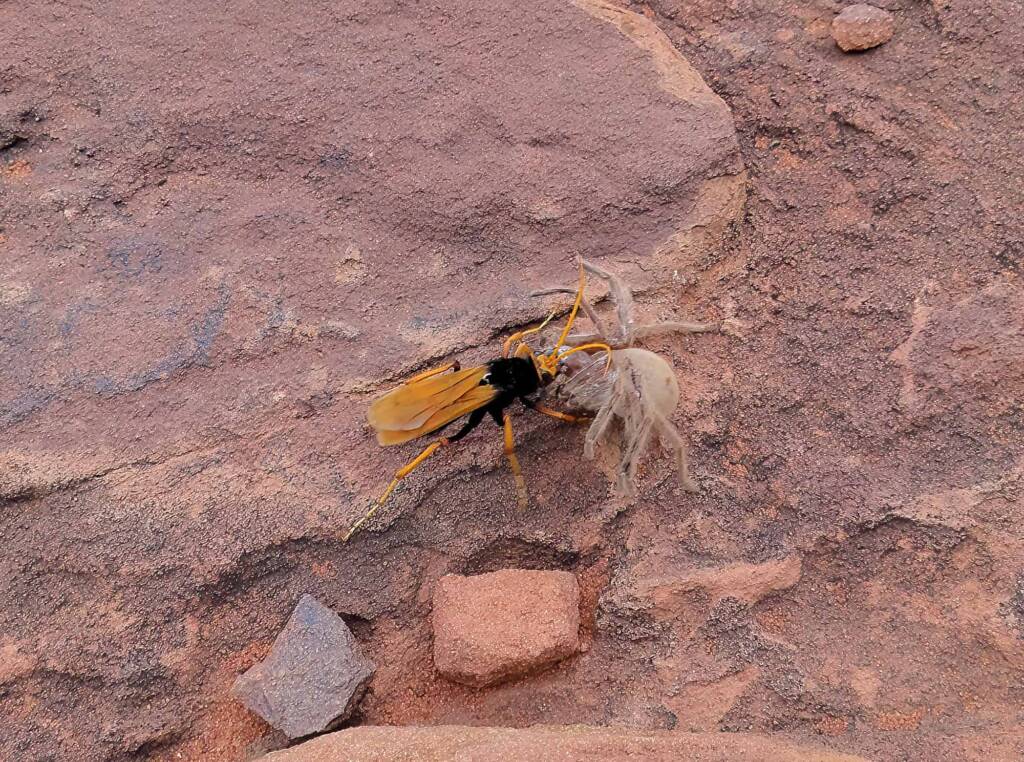 Orange Spider Wasp (Cryptocheilus bicolor) with prey, Palm Valley, Finke Gorge National Park NT