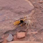 Orange Spider Wasp (Cryptocheilus bicolor) with prey, Palm Valley, Finke Gorge National Park NT