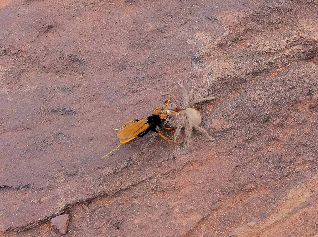 Orange Spider Wasp (Cryptocheilus bicolor) with prey, Palm Valley, Finke Gorge National Park NT