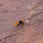 Orange Spider Wasp (Cryptocheilus bicolor) with prey, Palm Valley, Finke Gorge National Park NT