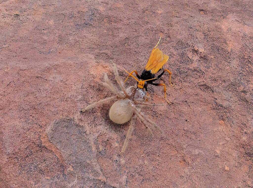 Orange Spider Wasp (Cryptocheilus bicolor) with prey, Palm Valley, Finke Gorge National Park NT