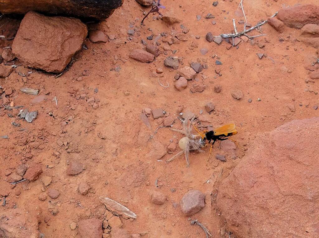 Orange Spider Wasp (Cryptocheilus bicolor) with prey, Palm Valley, Finke Gorge National Park NT