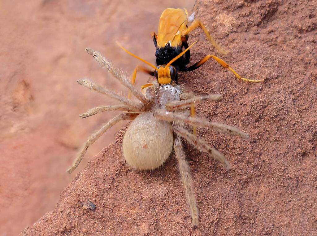 Orange Spider Wasp (Cryptocheilus bicolor) with prey, Palm Valley, Finke Gorge National Park NT