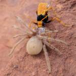 Orange Spider Wasp (Cryptocheilus bicolor) with prey, Palm Valley, Finke Gorge National Park NT
