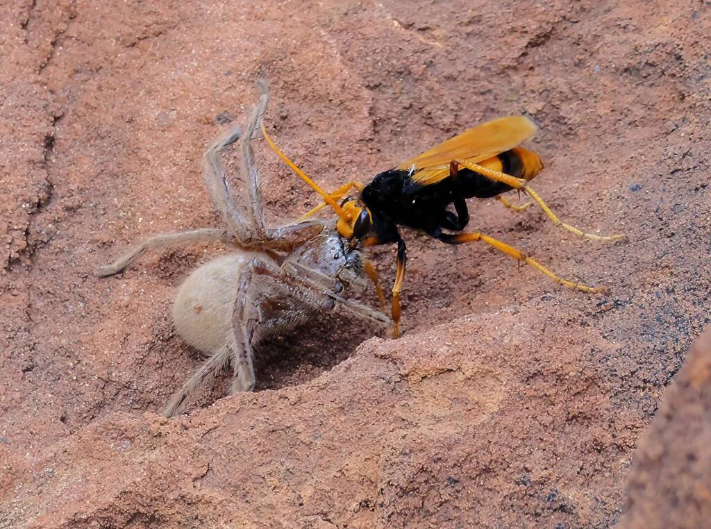 Orange Spider Wasp (Cryptocheilus bicolor) with prey, Palm Valley, Finke Gorge National Park NT