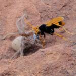 Orange Spider Wasp (Cryptocheilus bicolor) with prey, Palm Valley, Finke Gorge National Park NT