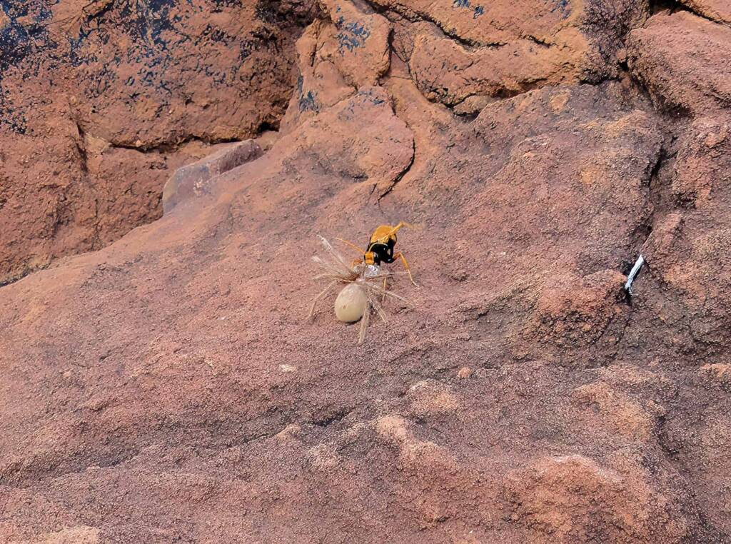 Orange Spider Wasp (Cryptocheilus bicolor) with prey, Palm Valley, Finke Gorge National Park NT