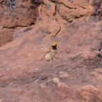Orange Spider Wasp (Cryptocheilus bicolor) with prey, Palm Valley, Finke Gorge National Park NT