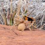 Orange Spider Wasp (Cryptocheilus bicolor) with prey, Palm Valley, Finke Gorge National Park NT
