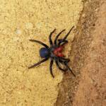 Red-headed Mouse Spider (Missulena occatoria), Alice Springs NT