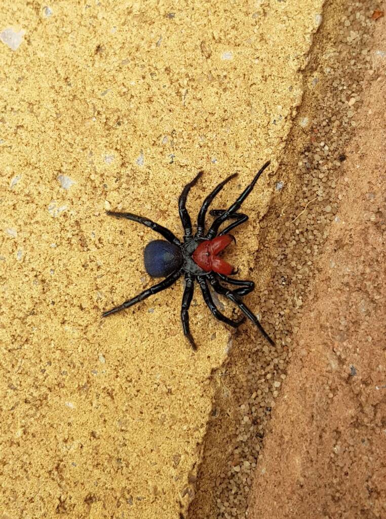 Red-headed Mouse Spider (Missulena occatoria), Alice Springs NT