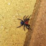 Red-headed Mouse Spider (Missulena occatoria), Alice Springs NT