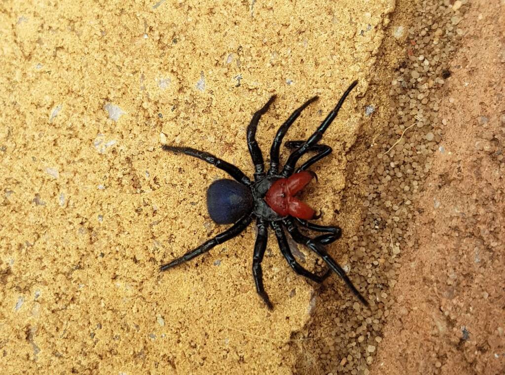 Red-headed Mouse Spider (Missulena occatoria), Alice Springs NT