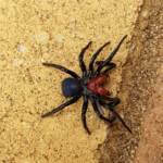 Red-headed Mouse Spider (Missulena occatoria), Alice Springs NT