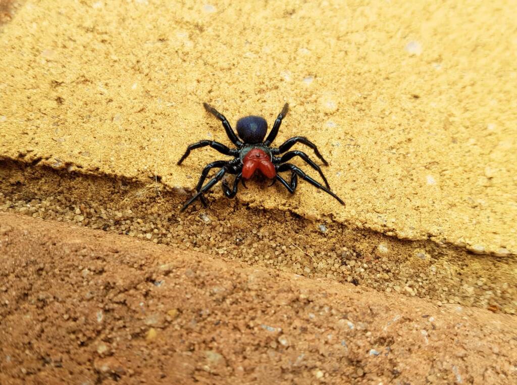 Red-headed Mouse Spider (Missulena occatoria), Alice Springs NT