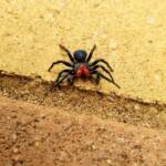 Red-headed Mouse Spider (Missulena occatoria), Alice Springs NT