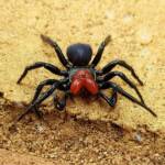 Red-headed Mouse Spider (Missulena occatoria), Alice Springs NT