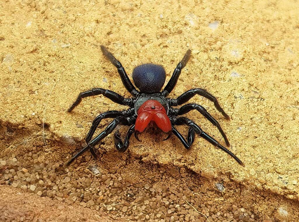 Red-headed Mouse Spider (Missulena occatoria), Alice Springs NT