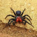 Red-headed Mouse Spider (Missulena occatoria), Alice Springs NT