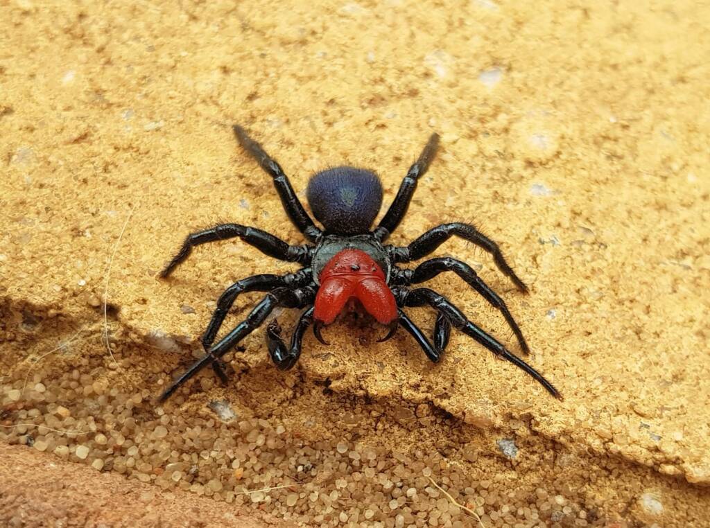 Red-headed Mouse Spider (Missulena occatoria), Alice Springs NT