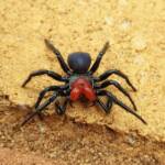 Red-headed Mouse Spider (Missulena occatoria), Alice Springs NT