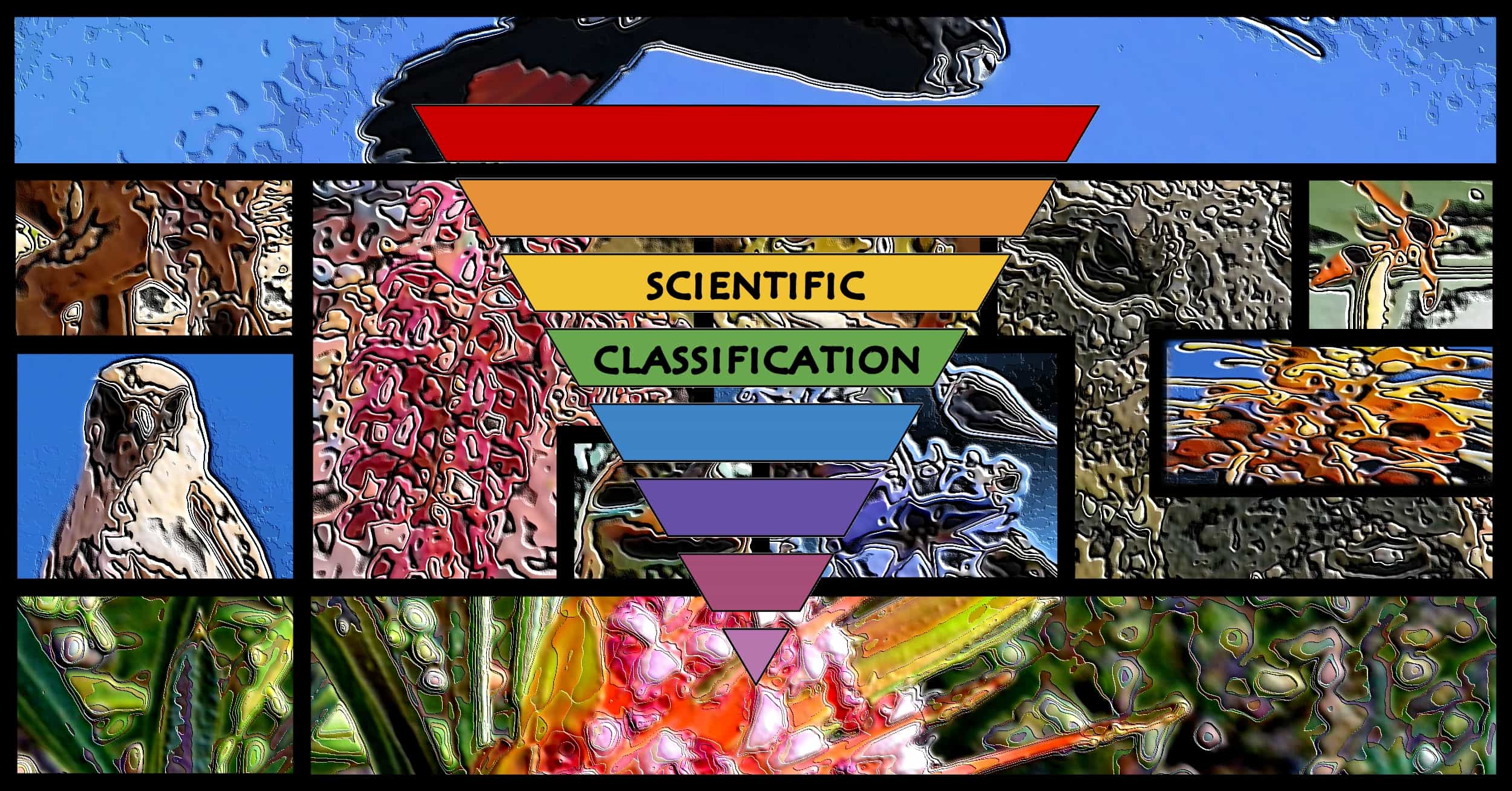 Scientific Classification - Taxonomy