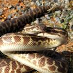 Stimson's python - "Children's pythons" © Gary Taylor