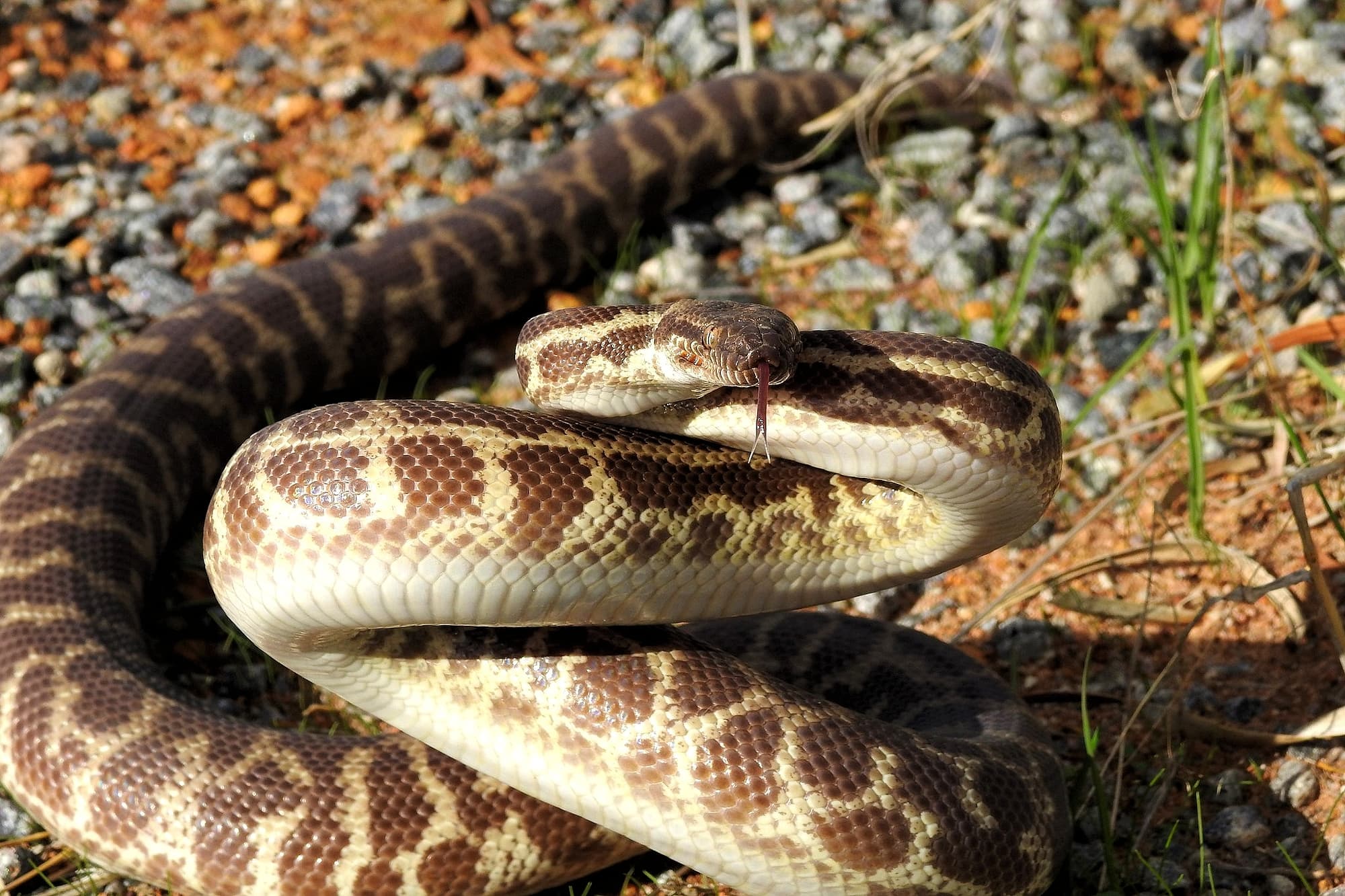 Stimson's python - "Children's pythons" © Gary Taylor