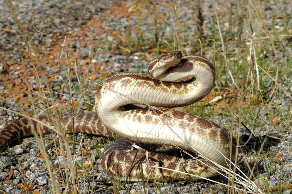 Stimson's python - "Children's pythons" © Gary Taylor